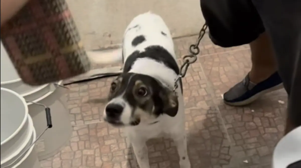 Rescatan a perrita en Nacajuca tras ser maltratada con electroshock por un adulto mayor